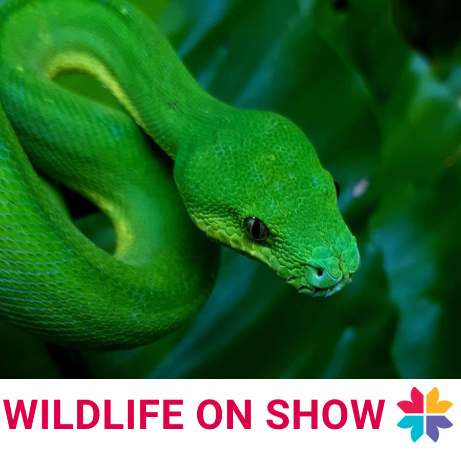 FREE Wildlife on Show