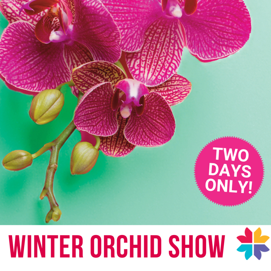 Winter Orchid Show