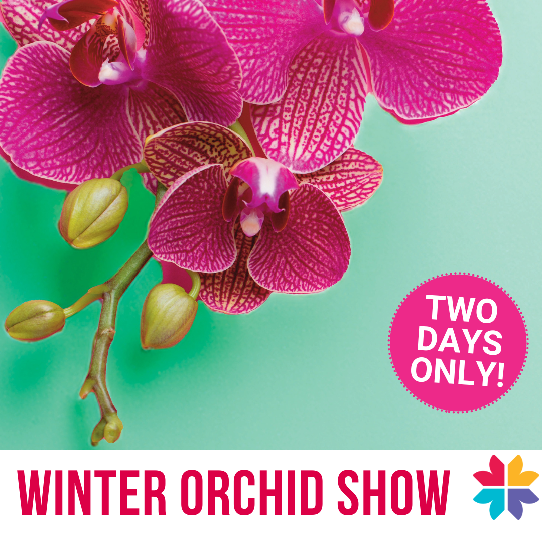 Winter Orchid Show